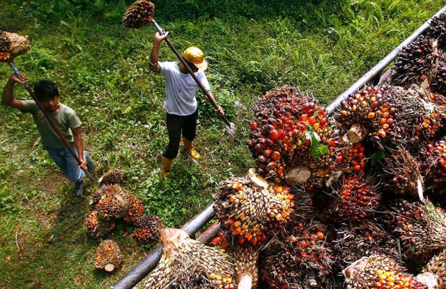 India’s-restriction-on-palm-oil-hurts-Malaysian-refiners