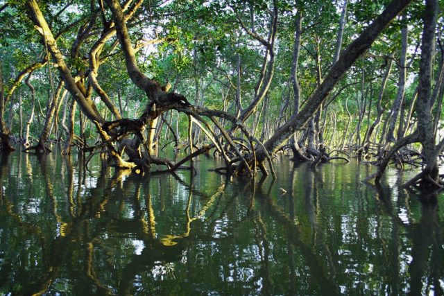 Private Firms Join Malaysia's Effort to Reverse Mangrove Forest Loss Aerial view of dense mangrove forest along a Malaysian coastline with workers planting saplings in muddy tidal flats.