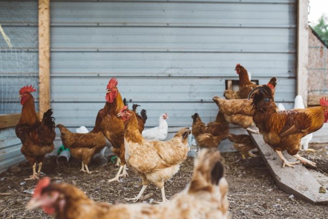 H5N1 Clade 2.3.4.4b Spreads Globally, Infecting Mammals Since 2020 A scientist in protective gear examines a bird carcass at a poultry farm, illustrating the spread of H5N1 avian influenza.