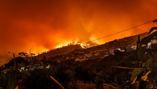 Argentinian Park Fire Destroys 600 Hectares of Ancient Alerce Forest Wall of flames races through towering Alerce trunks in Patagonian dawn light, smoke blotting snow-capped peaks.