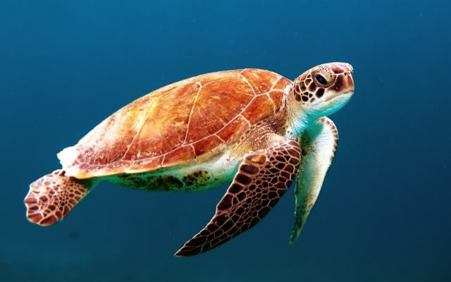 Zanzibar Confirms Chelonitoxism in Deadly Sea Turtle Poisoning Outbreak Zanzibar health officials inspecting a kitchen where sea turtle meat was prepared for a local meal.