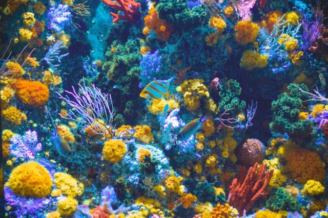 84% of Global Coral Reefs Bleached in Unprecedented Event Since 2023 Ghost-white coral skeletons stretch across a once-colorful reef, evidence of the ongoing global bleaching event driven by rising sea temperatures.