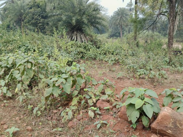 Wild Elephants Kill Six People Near Hazaribagh District In Jharkhand India Villagers gather near a forest path where wild elephants passed, leaving trampled vegetation and emergency tape