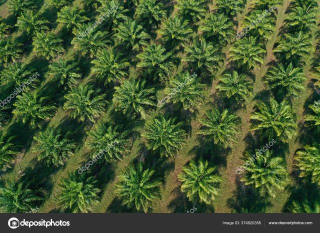 Palm Oil Plantation Aerial View Aerial view of palm oil storage tanks at a Malaysian port terminal with loading cranes in the background
