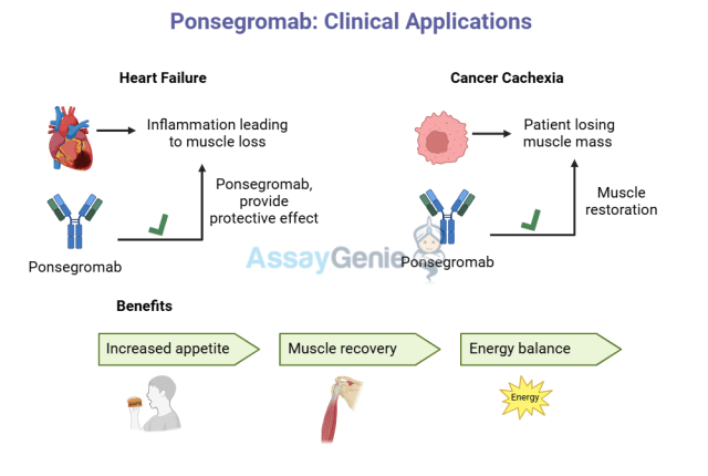 Ponsegromab Pfizer Cancer Cachexia Treatment Ponsegromab Pfizer Cancer Cachexia Treatment