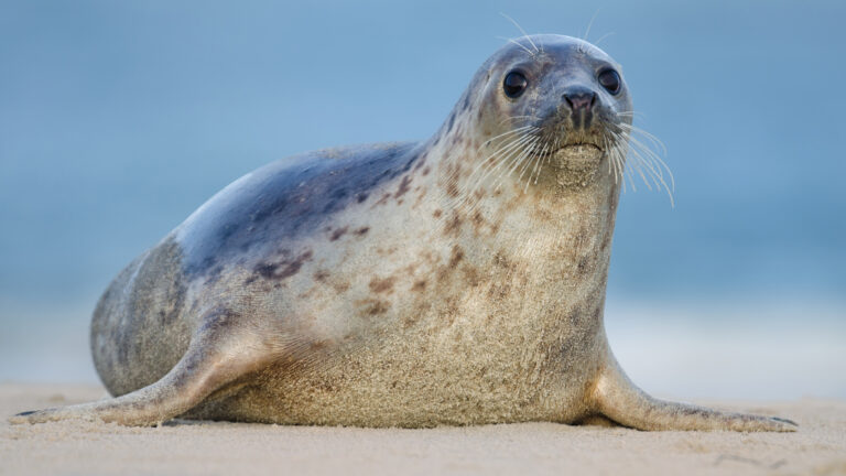 Avian Flu Kills 522 Seals in Brazil Outbreak