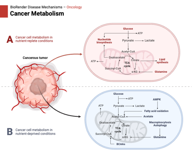 Singapore Uk Metabolism Cancer Pathway Singapore Uk Metabolism Cancer Pathway