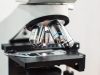Study Finds Cancers Hiding from T Cells May Be More Vulnerable to Immune Attack Study Finds Cancers Hiding from T Cells May Be More Vulnerable to Immune Attack