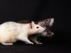 Yale Study: Olive Oil Fat Speeds Pancreatic Cancer in Male Mice Yale Study: Olive Oil Fat Speeds Pancreatic Cancer in Male Mice