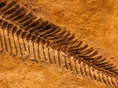 Fossil of Chinese Pterosaur Reveals Iridescent Green and Magenta Feathers Fossil of Chinese Pterosaur Reveals Iridescent Green and Magenta Feathers