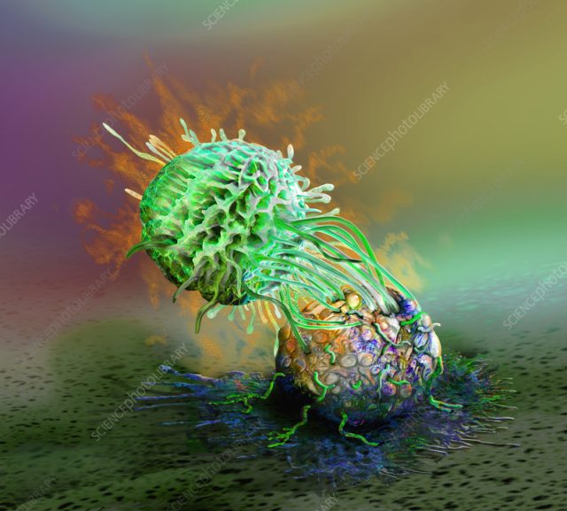 Scientists Capture View Killer Cells Attacking Scientists Capture View Killer Cells Attacking