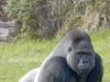 Gorilla Technology, Supermicro Ink $2B AI Infrastructure Deal in India, Expanding Asia Pacific Reach Gorilla Technology, Supermicro Ink $2B AI Infrastructure Deal in India, Expanding Asia Pacific Reach