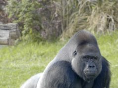 Gorilla Technology, Supermicro Ink $2B AI Infrastructure Deal in India, Expanding Asia Pacific Reach Gorilla Technology, Supermicro Ink $2B AI Infrastructure Deal in India, Expanding Asia Pacific Reach