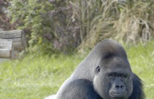 Gorilla Technology, Supermicro Ink $2B AI Infrastructure Deal in India, Expanding Asia Pacific Reach Gorilla Technology, Supermicro Ink $2B AI Infrastructure Deal in India, Expanding Asia Pacific Reach