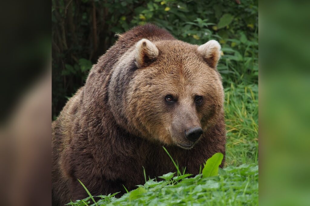 Bear
