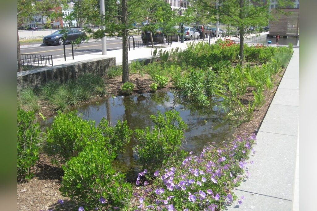 Rain Garden With Plants And Water