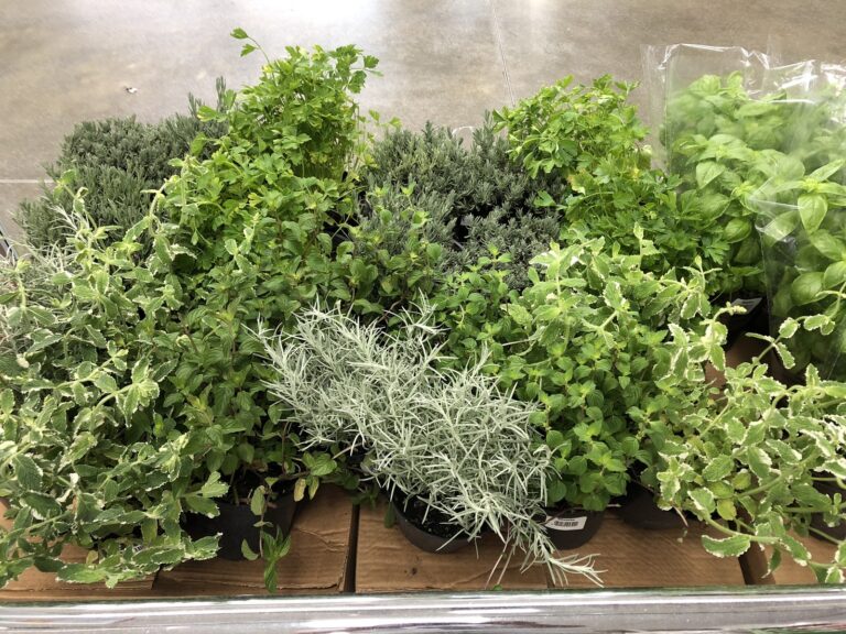 Budget-Friendly Indoor Herb Garden Guide Shows How to Grow Fresh Herbs Year-Round Using Repurposed Containers