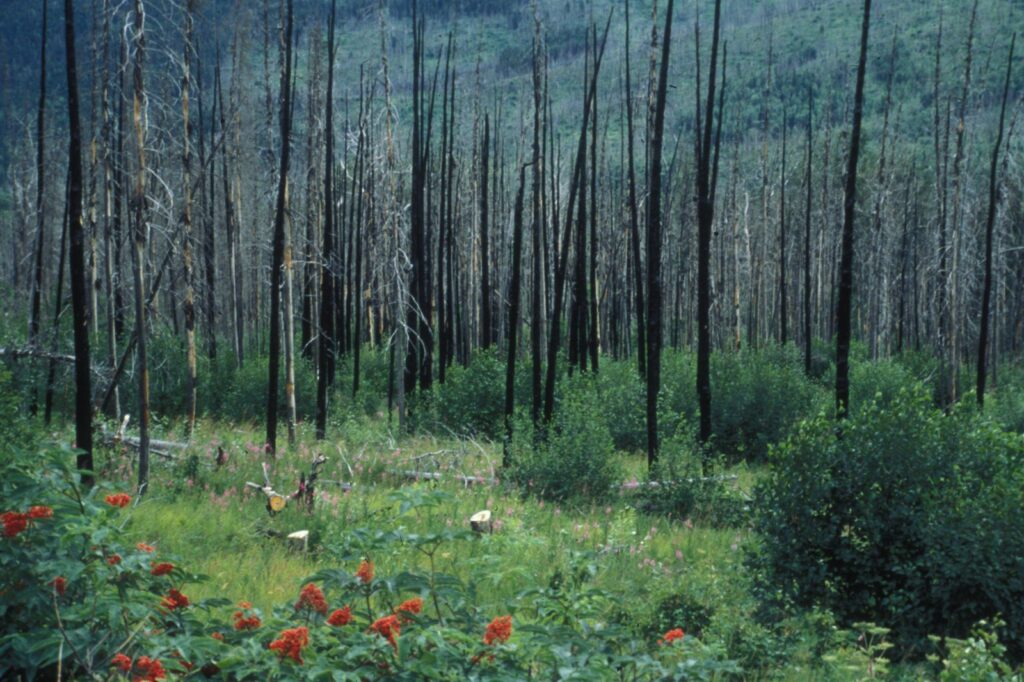 IUCN launches new guidance to use ecological integrity as core for global climate action