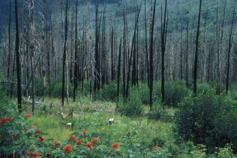 IUCN launches new guidance to use ecological integrity as core for global climate action