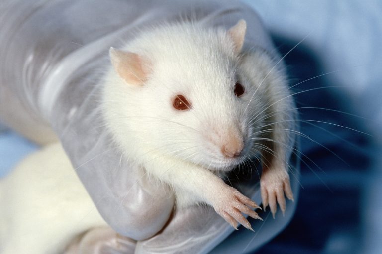 Revolutionary Find: Weight Training Trims Fat in Obese Mice Before Weight Loss